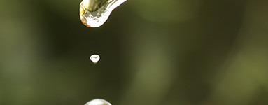 Jojobino olje (Simmondsia chinensis)